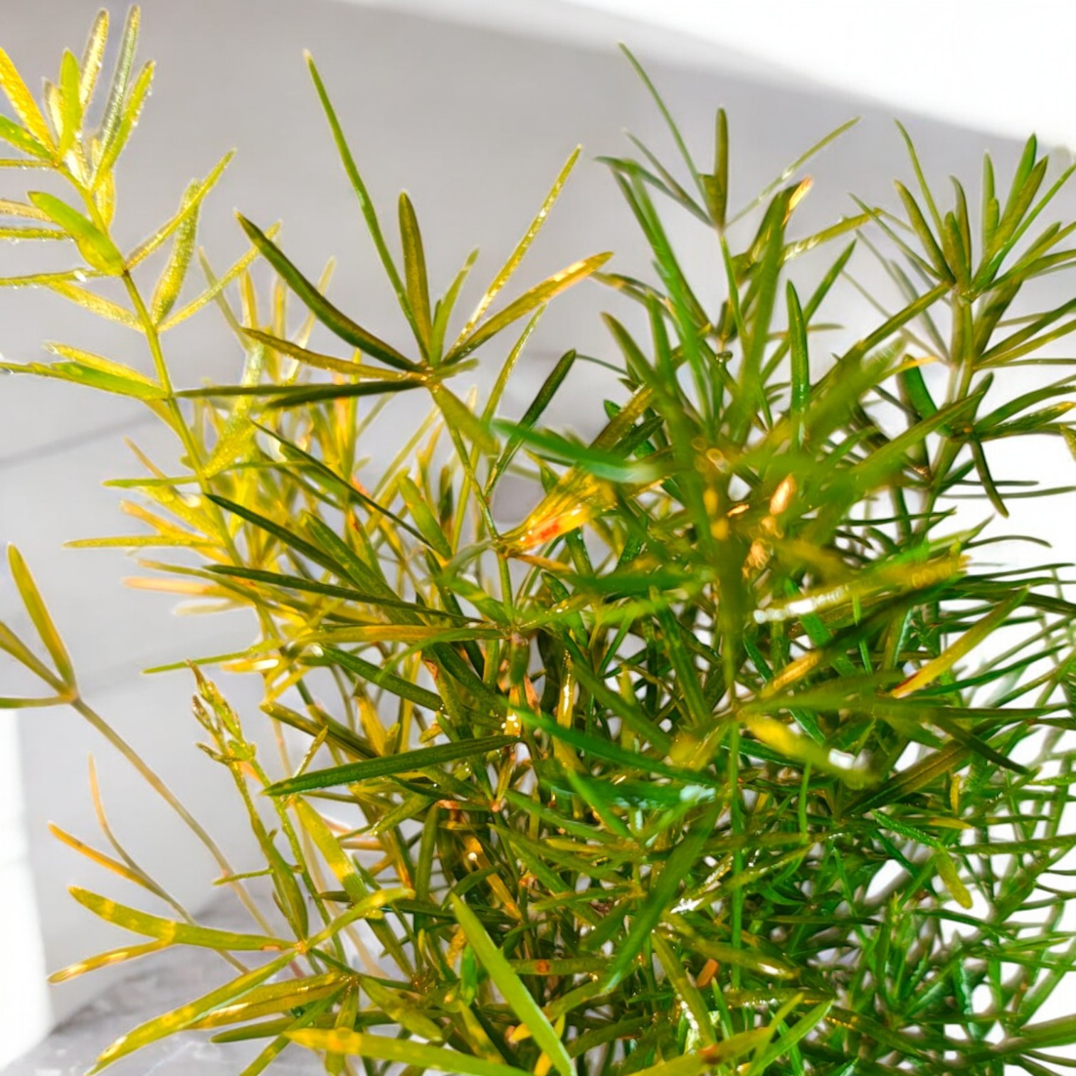 Asparagus Mary Grass (Indoor Plant) Live Plant for Home and Office Desk Decor 